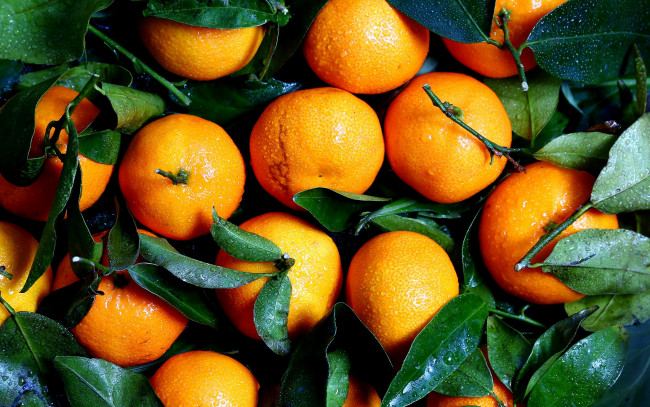 Обои картинки фото еда, цитрусы, мандарины