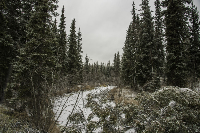 Обои картинки фото природа, лес, деревья