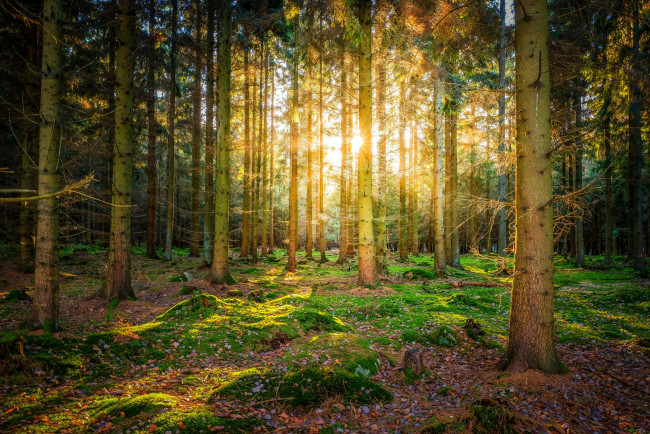 Обои картинки фото природа, лес, деревья