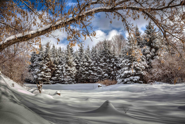 Обои картинки фото природа, зима, снег