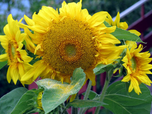 Картинка цветы подсолнухи макро