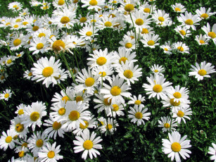 Картинка цветы ромашки белый