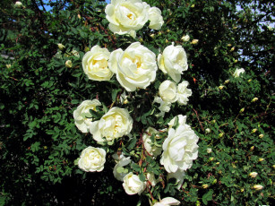 Картинка цветы розы ветка