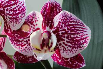 Картинка цветы орхидеи цветок фон орхидея