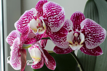 Картинка цветы орхидеи цветок фон орхидея