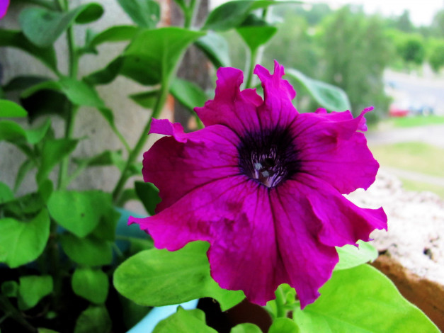 Обои картинки фото цветы, петунии,  калибрахоа, макро