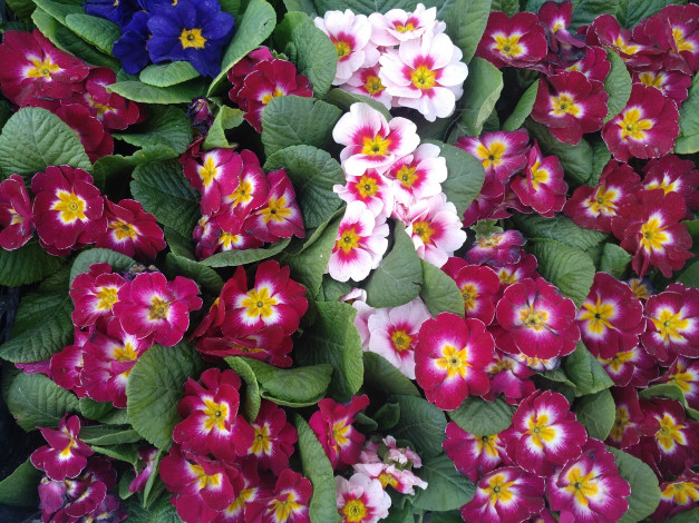 Обои картинки фото цветы, примулы