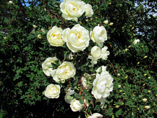 Обои картинки фото цветы, розы, ветка