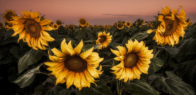 Обои картинки фото цветы, подсолнухи, поле, лето
