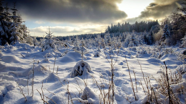 Обои картинки фото природа, зима, снег