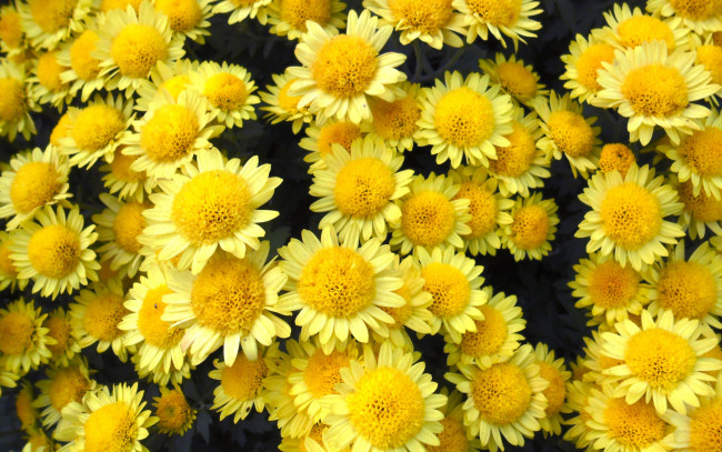 Обои картинки фото цветы, хризантемы