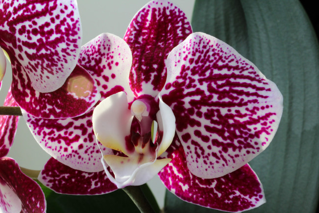 Обои картинки фото цветы, орхидеи, цветок, фон, орхидея