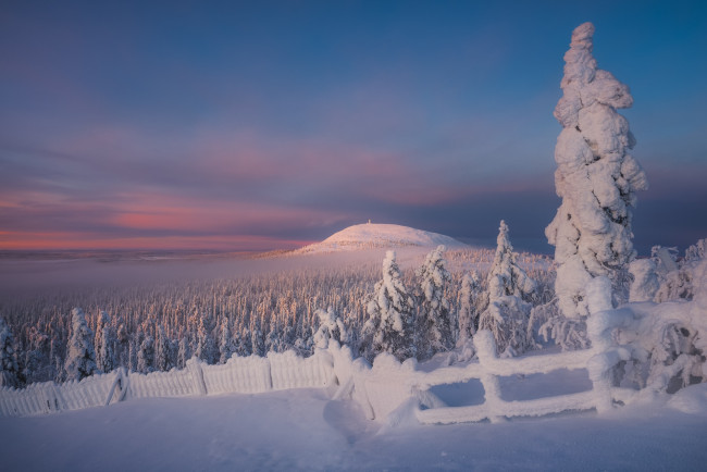 Обои картинки фото природа, зима, деревья, снег