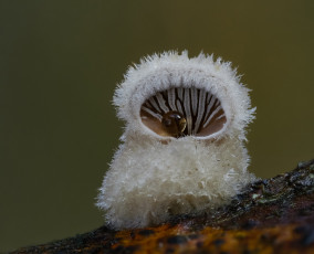 Картинка природа грибы beat buetikofer макро гриб