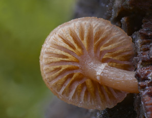 Картинка природа грибы beat buetikofer макро гриб