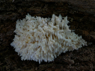 Картинка природа грибы beat buetikofer макро