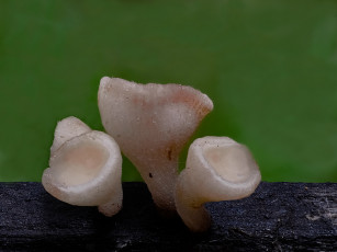 Картинка природа грибы макро beat buetikofer