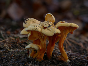 Картинка природа грибы макро beat buetikofer