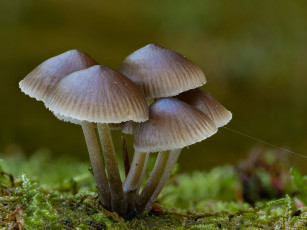 Картинка природа грибы макро beat buetikofer