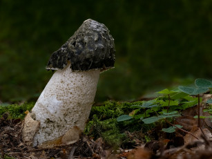 Картинка природа грибы макро гриб beat buetikofer