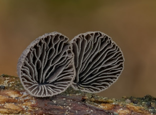 Картинка природа грибы beat buetikofer макро