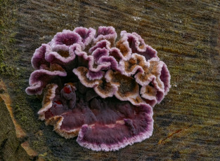 Картинка природа грибы макро beat buetikofer