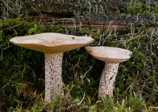 Картинка природа грибы макро beat buetikofer