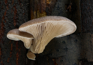 Картинка природа грибы макро beat buetikofer