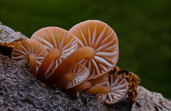 Картинка природа грибы макро beat buetikofer