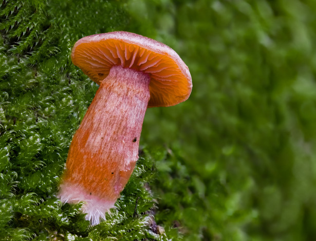 Обои картинки фото природа, грибы, макро, гриб, beat, buetikofer