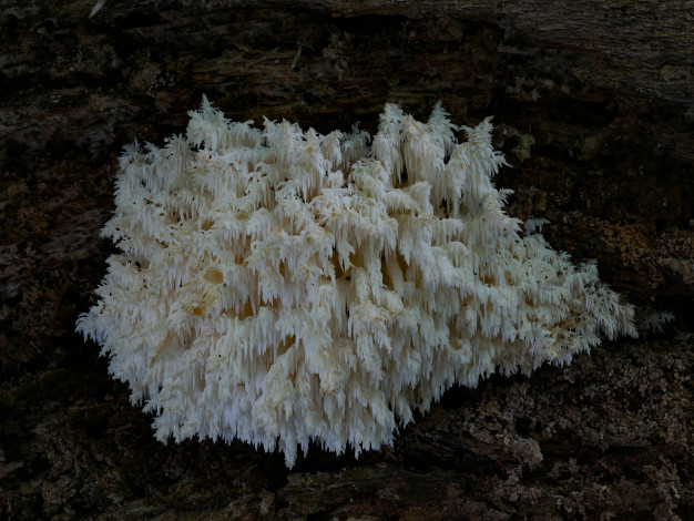 Обои картинки фото природа, грибы, beat, buetikofer, макро