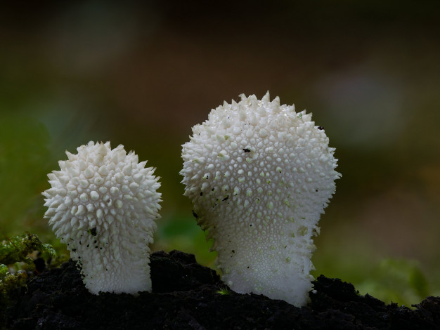 Обои картинки фото природа, грибы, beat, buetikofer, макро