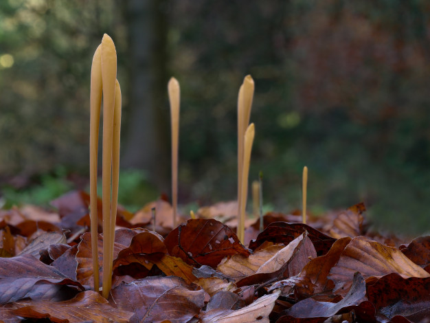 Обои картинки фото природа, грибы, beat, buetikofer, макро