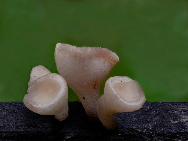 Обои картинки фото природа, грибы, макро, beat, buetikofer