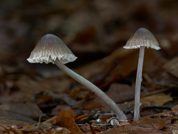 Обои картинки фото природа, грибы, макро, beat, buetikofer