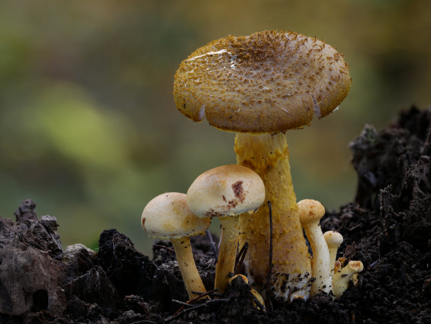 Обои картинки фото природа, грибы, макро, beat, buetikofer