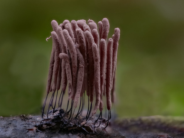 Обои картинки фото природа, грибы, beat, buetikofer, макро