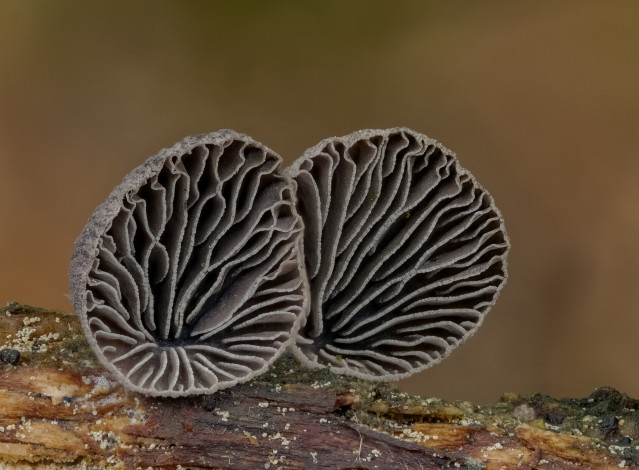 Обои картинки фото природа, грибы, beat, buetikofer, макро