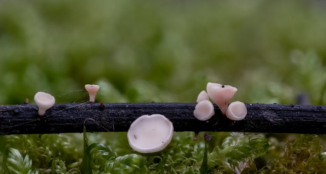 Обои картинки фото природа, грибы, beat, buetikofer, макро