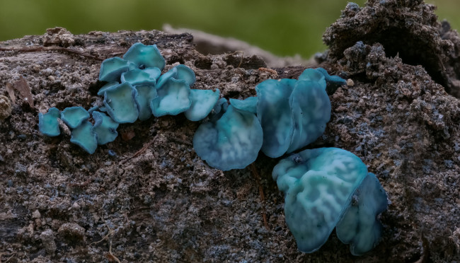 Обои картинки фото природа, грибы, макро, beat, buetikofer