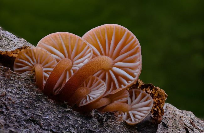 Обои картинки фото природа, грибы, макро, beat, buetikofer