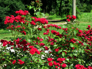 Картинка цветы розы куст много