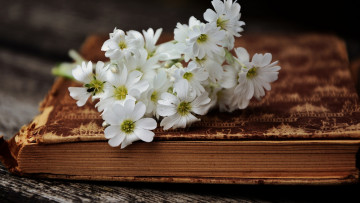 Картинка ясколка цветы