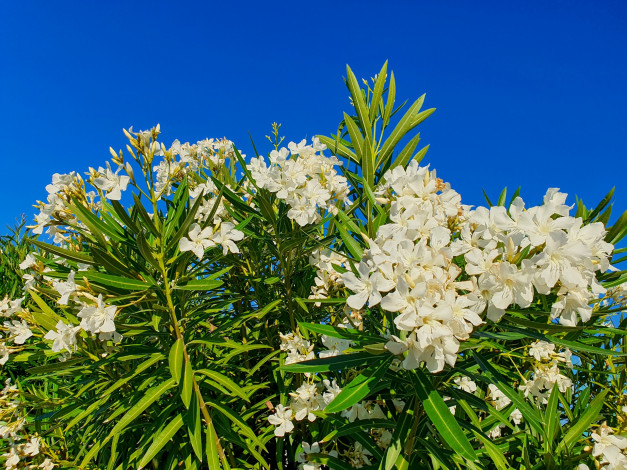 Обои картинки фото цветы, олеандры, куст, олеандр, белый