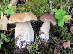 обоя еда, грибы,  грибные блюда, боровики