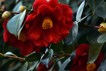 обоя цветы, камелии, камелия