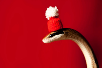 обоя животные, змеи,  питоны,  кобры, змея, шапка