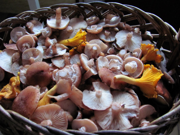 Обои картинки фото еда, грибы,  грибные блюда, свежие, ассорти