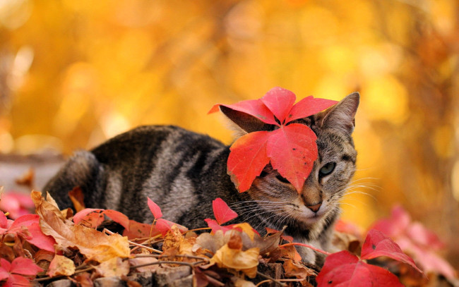 Обои картинки фото животные, коты, кошка, листья, осень