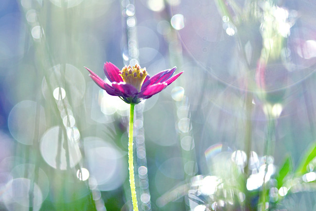 Обои картинки фото цветы, космея, цветок